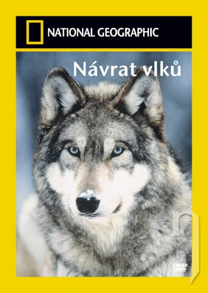 DVD Film - National Geographic: Návrat vlkov
