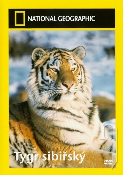 DVD Film - Tiger Sibírsky