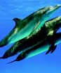 Delfíni a veľryby 3D: Tuláci oceánov (Blu-ray)